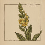 LONER DEER - Great Mullein