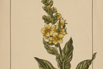 LONER DEER - Great Mullein