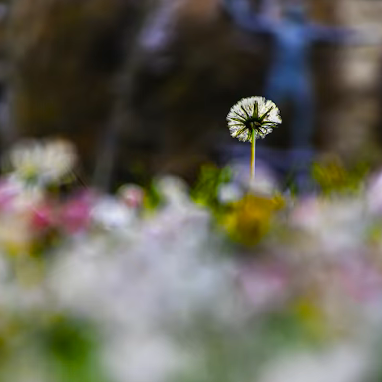 weepers circus Ces bouquets de fleurs